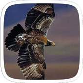 Nature Golden Eagle Theme on 9Apps