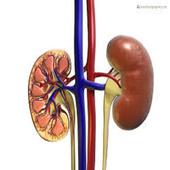 Kidney Friend أيقونة