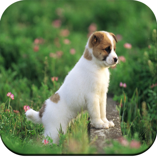 Dog Wallpapers icon