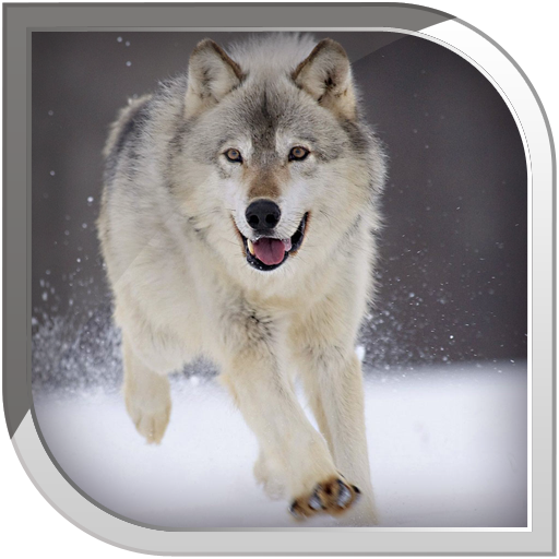 Wolf Live Wallpaper icon