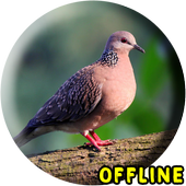 ikon Suara Burung Tekukur Pikat