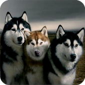 Husky Dog Wallpaper icon