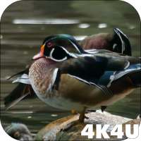 4K Colorful Ducks Video Live Wallpaper