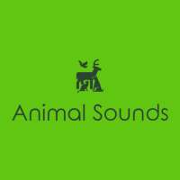 Animal Sounds