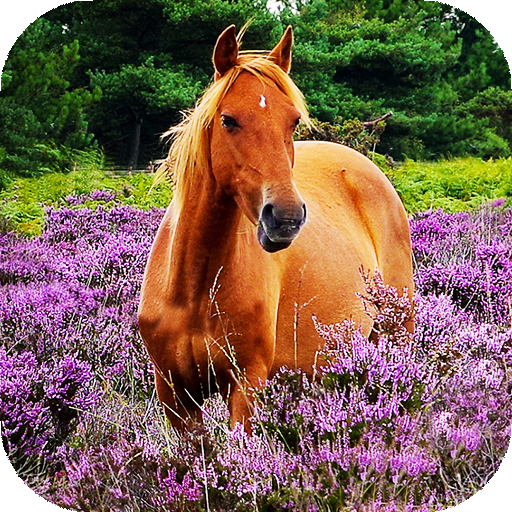 Horse Wallpapers HD &amp; 4k Backgrounds icon