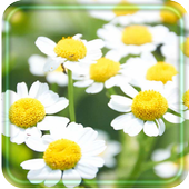 Daisy Photo LWP icon