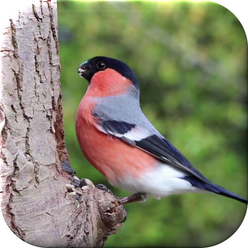 Bird Live Wallpaper icon