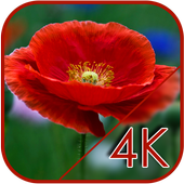 Macro Poppy Field Live WP icon