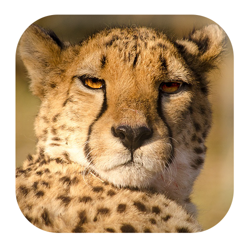 Cheetah Sounds icon