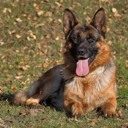 German Shepherd Dog Wallpapers icon