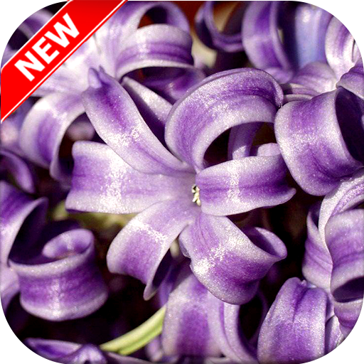 Hyacinth Wallpaper HD icon