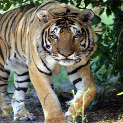 Animales en peligro de extincion icon