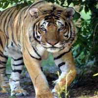 Animales en peligro de extincion