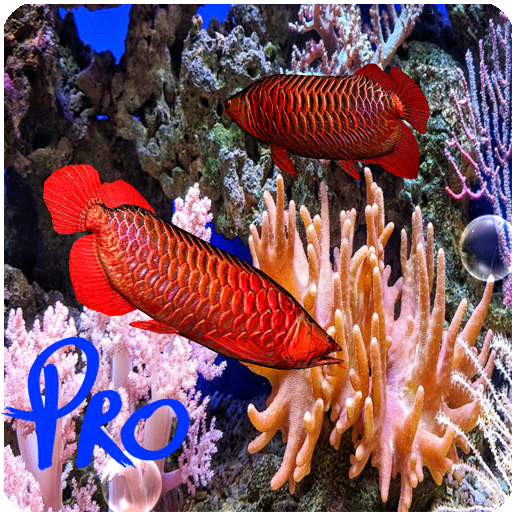 3D Red Arowana Live Wallpaper Pro icon