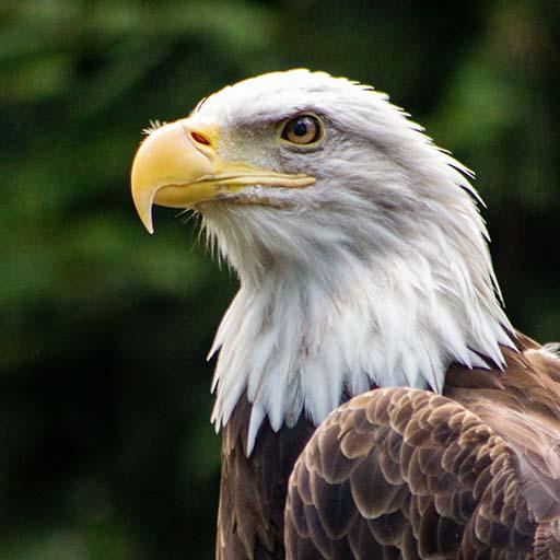 Eagle Sounds - Ringtones &amp; Notification icon