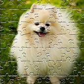 Pomeranian Dog Jigsaw Puzzle icon