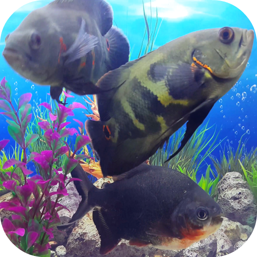 Oscar Fish Aquarium Video 3D icon