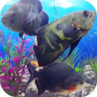 Oscar Fish Aquarium Video 3D