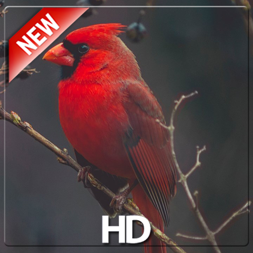 Bird Wallpaper – HD Wallpaper icon