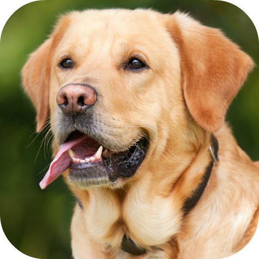 Puzzle! Puzzle! HUND icon