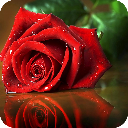 Red Rose: Best Flower Theme icon