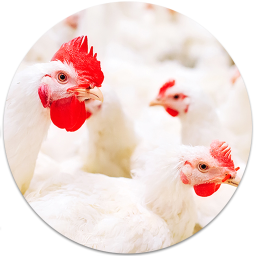 Broiler Farm Management - BFM icon