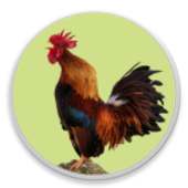 Modern Igbo Calendar on 9Apps