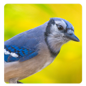 Bird Sound Song &amp; Ringtone icon