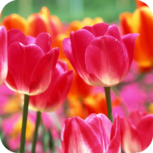 Tulips Wallpaper Best HD icon