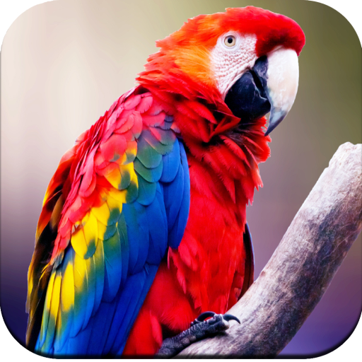 Parrot Wallpapers 4K icon