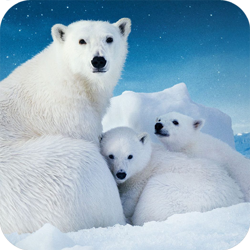 New Polar Bear Wallpaper icon
