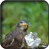 Starling Wallpapers icon