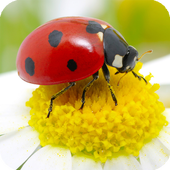 Ladybug Live Wallpaper icon
