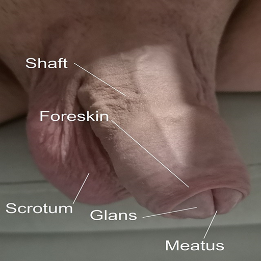 Male reproductive system icon