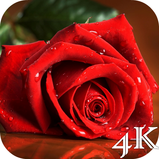 Red Rose 4K Live Wallpaper icon