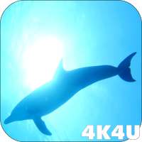 4K Dolphins Video Live Wallpaper