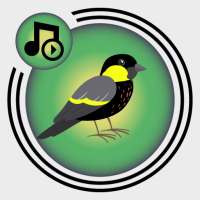 Birds ringtones, birds sound