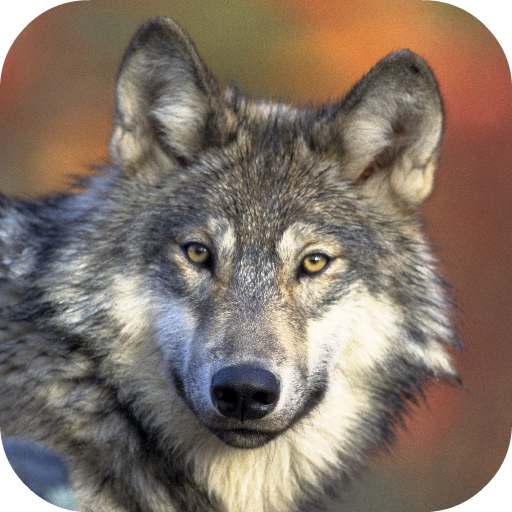 Wolf Wallpapers icon