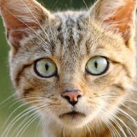 Cats Wallpapers on 9Apps