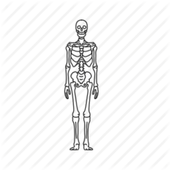 The Skeleton &amp; Bones icon