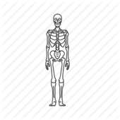 The Skeleton & Bones on 9Apps