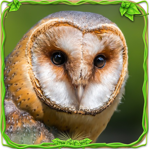 Furious Owl Simulator icon