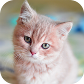 Cats wallpapers 😻 icon