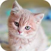 Cats wallpapers 😻