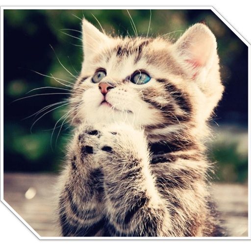  2000 Animal Wallpapers icon