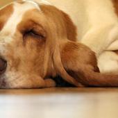 Big Dogs Wallpaper Images icon