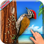 3D Woodpecker Live Wallpaper icon