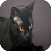 Bombay Cats Wallpapers icon