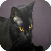 Bombay Cats Wallpapers