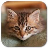 Wallpaper Meow on 9Apps